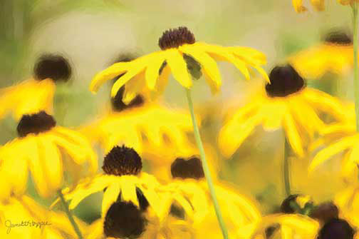 %_tempFileNameblack-eyed-susans%