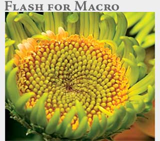 M2 Online Learning Flash for Macro